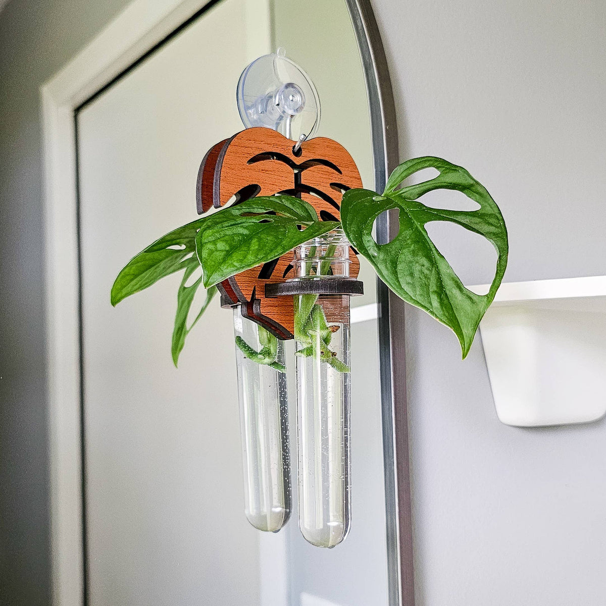 Monstera Wall Hanging Propagation Station