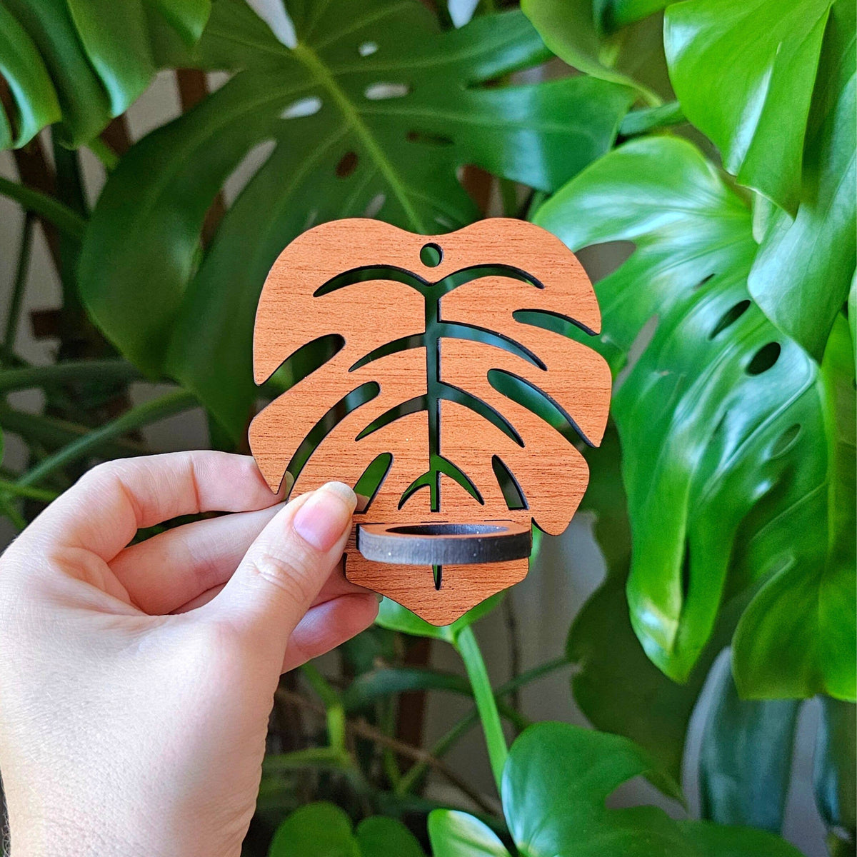 Monstera Wall Hanging Propagation Station