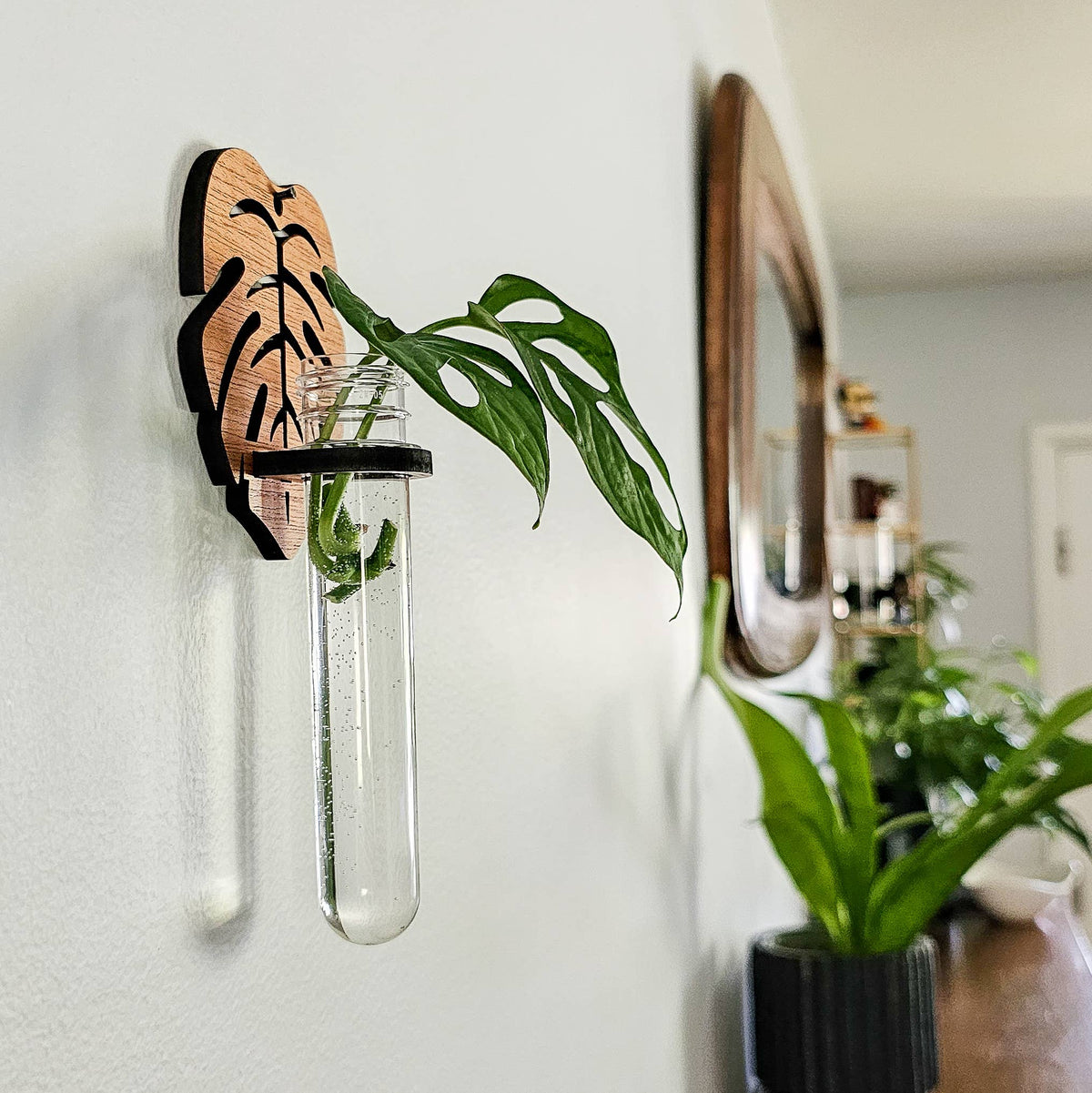 Monstera Wall Hanging Propagation Station